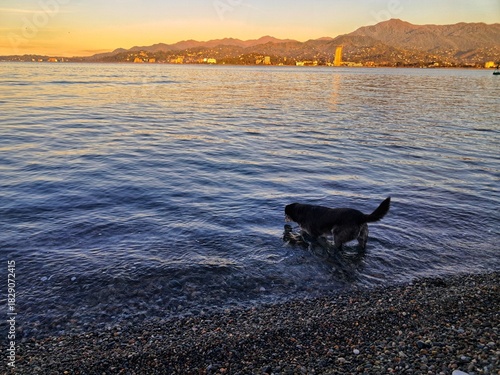A black dog stands in the shallow, clear water of the Black Sea on a pebble beach at sunset, looking down into the water.