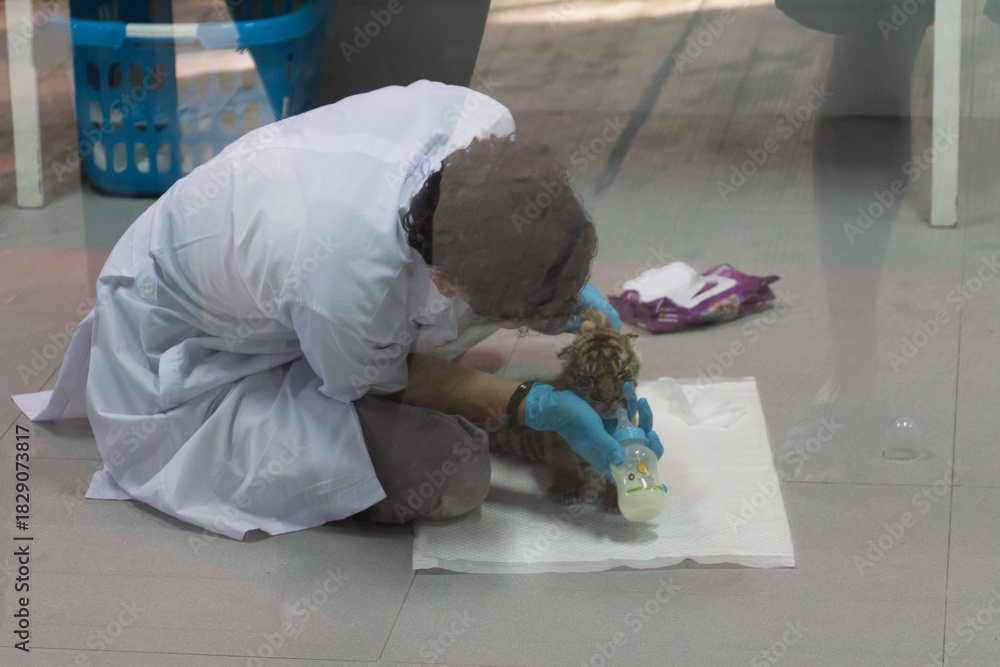 Obraz premium Animals in zoo and wildlife. High resolution photo. 