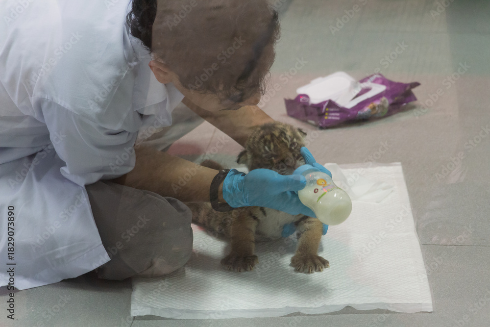 Naklejka premium Animals in zoo and wildlife. High resolution photo. 