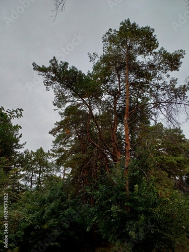 trees in the forest