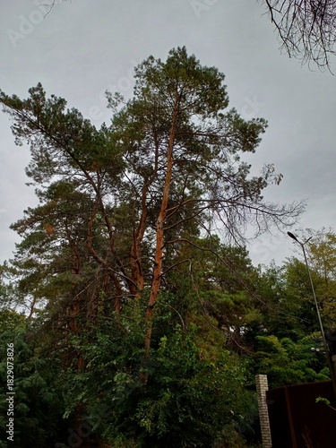 trees in the forest