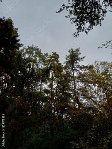 trees in the forest