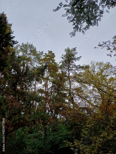 trees in the forest