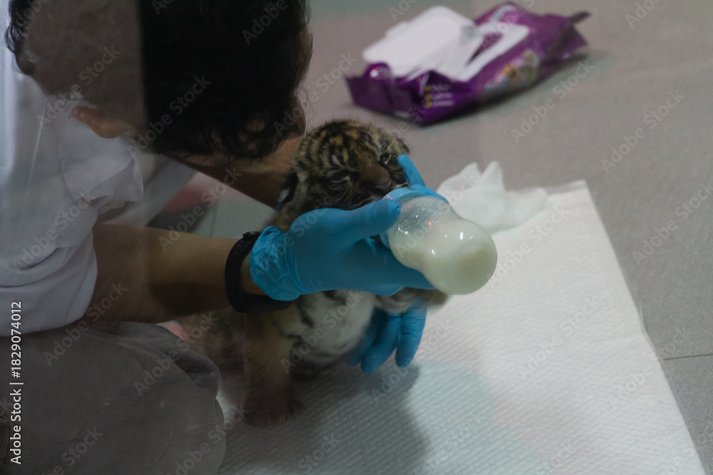 Naklejka premium Animals in zoo and wildlife. High resolution photo. 