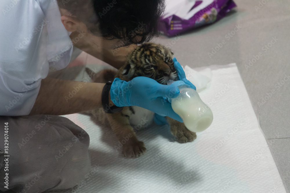 Naklejka premium Animals in zoo and wildlife. High resolution photo. 