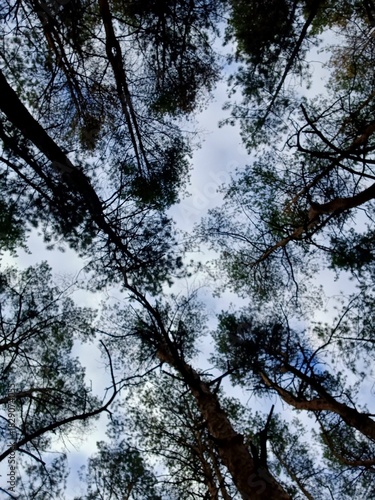trees against blue sky