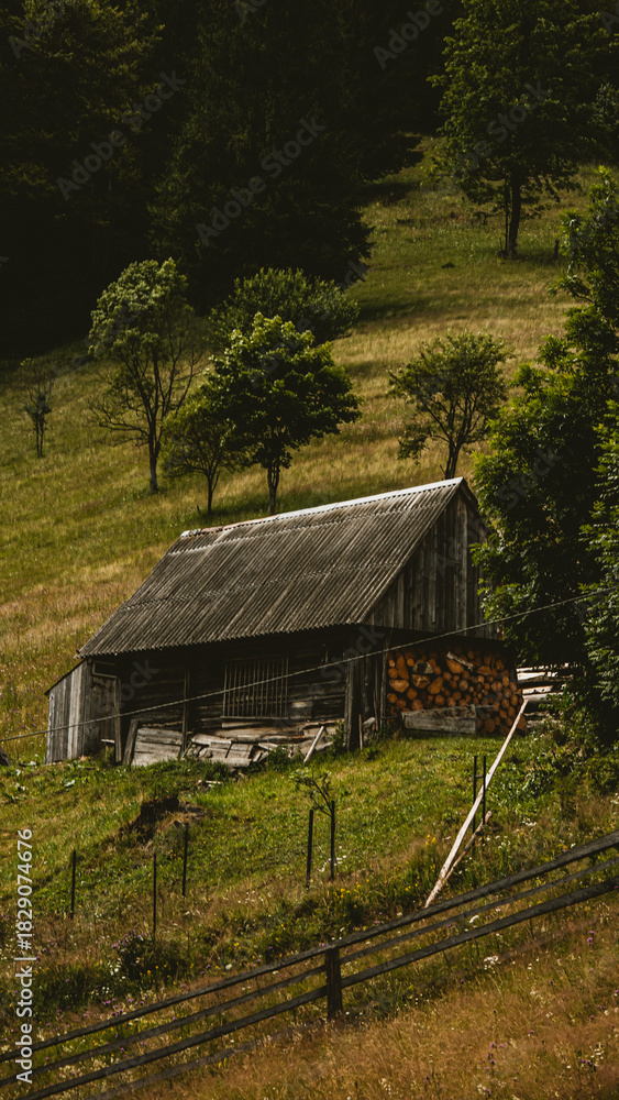 Fototapeta premium old house in the woods