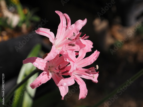 ピンクのダイヤモンドリリー