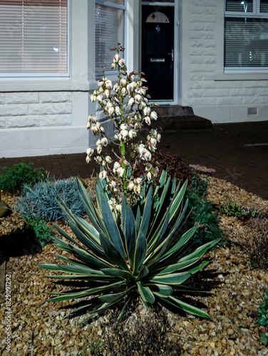 Yucca, Spanish bayonet, spineless yucca, Adam’s needle and thread, Spanish dagger - Edinburgh, Scotland, United Kingdom