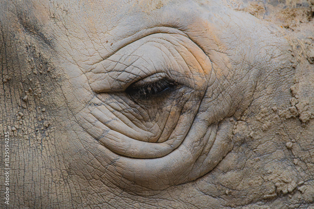 Fototapeta premium Close-Up of a Rhinoceros Eye