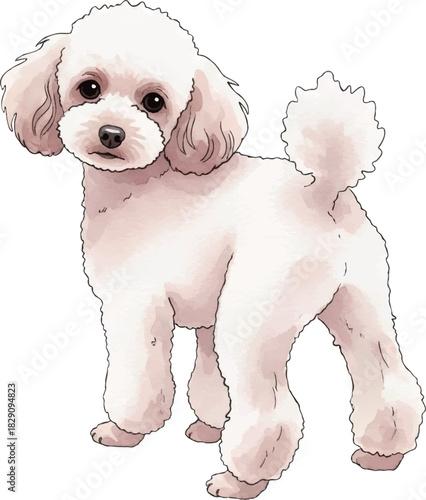 立って後ろを振り返るトイプードルの水彩風イラスト