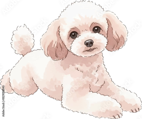 伏せをしているトイプードルの水彩風イラスト