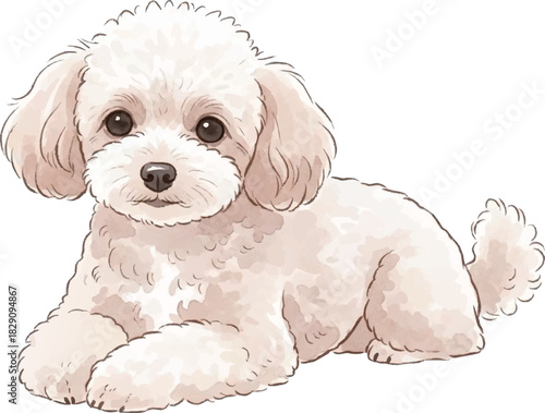 伏せをしているトイプードルの水彩風イラスト