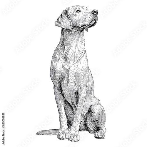 Great dane dog isolated isolated on white one line art 