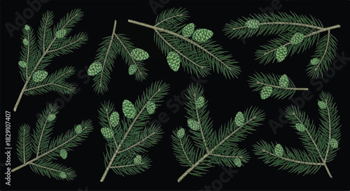 Collection of Pine Branches with Cones on Black Background.
