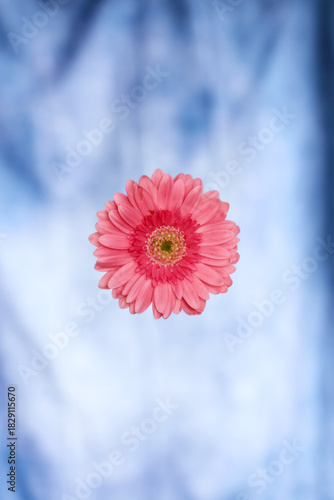 Flor color rosa  flotando sobra fondo azul 
