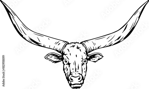 Longhorn Bull Head with Wide Curved Horns, Vintage Line Art Vector, Western Tribal Skull Illustration 