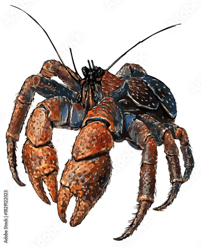 Birgus latro fig 1  illustration art