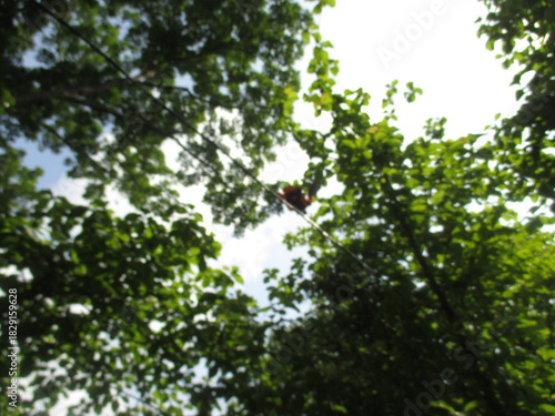 a collection of hot air balloons stuck in the trees