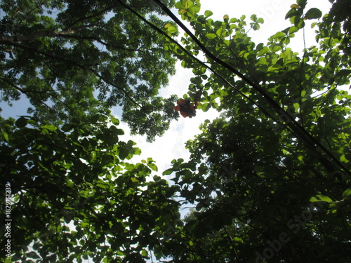a collection of hot air balloons stuck in the trees
