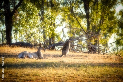 Mother and baby kangaroos relaxing in afternoon sun, Queensland, Australia.