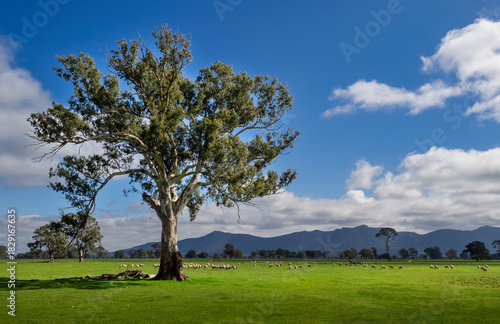 Sheep Grazing in the Victoria Valley - Grampian Ranges, Victoria