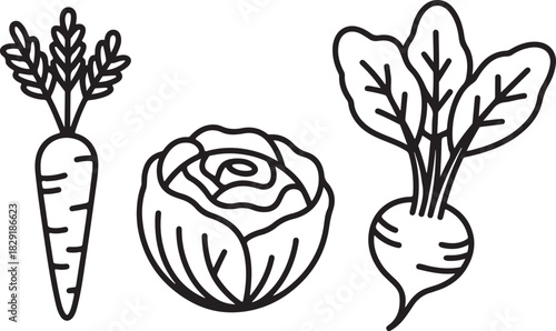 Simple outline illustration set with carrot, cabbage, and beetroot vegetables