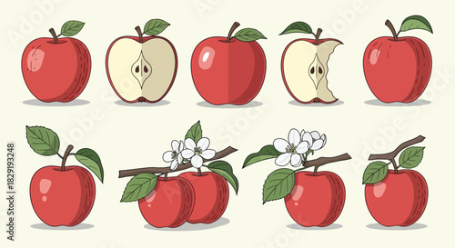 Set of Red Apple Illustrations: Whole, Half-Cut, Bitten, and Blossoms