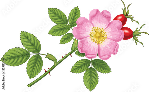 Wild rose botanical illustration, pink flower, rose hips, thorny stem, compound leaves, plant anatomy, nature study, floral drawing, species ID