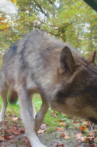Gray wolf came very close to the camera