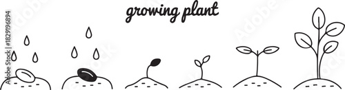 Life cycle of plant growing from seed in ground development stages vector