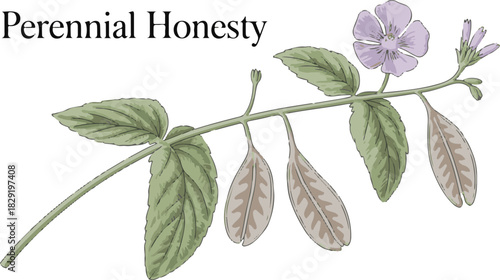 Perennial honesty lunaria plant branch with flowers and seed pods on transparent backdrop