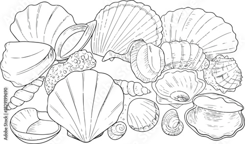 Seashells collection outline for coloring pages, book illustration, and decoration