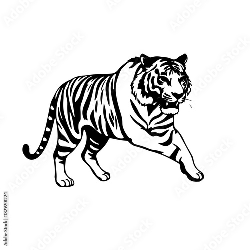 tiger vector illustration
