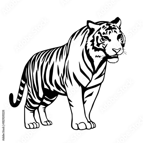 tiger vector illustration