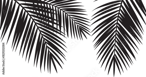 Tropical palm leaves border silhouette vector – black fern leaf frame with space for text, summer nature botanical background design