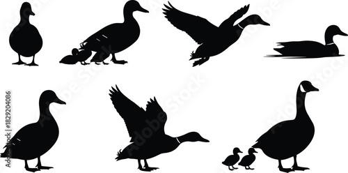 Set of duck and goose silhouettes vector illustration in various poses: flying, swimming, standing, and with ducklings for nature, wildlife, hunting, and bird watching design.