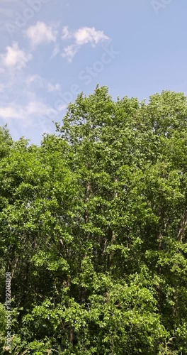 mixed forest with different types of trees in sunny, warm weather with large and strong winds in summer, trees growing in the summer during the daytime