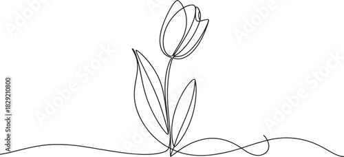 Tulip flower continuous line art vector – elegant single blossom outline minimal design for spring, floral, or botanical illustration concept
