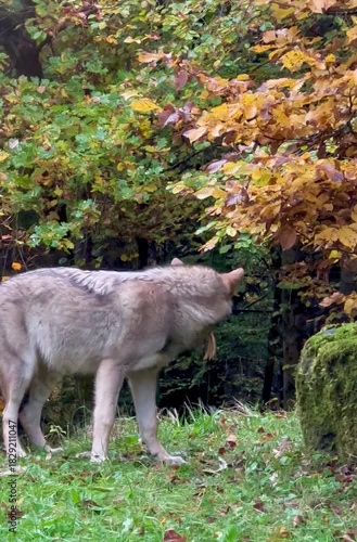 Wolf Eats Chicken Remains Near Forest Edge