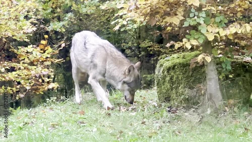 Wolf Eats Chicken Remains Near Forest Edge
