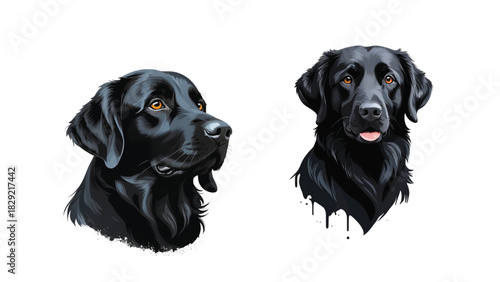 Black Labrador Dog Portraits, Detailed Black Labrador Head vector