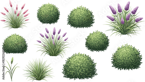 Collection of decorative garden bushes and flowering grass plants, detailed vector illustration showcasing natural greenery elements for landscape design and outdoor decoration