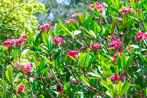 Rhododendron flowers blooming