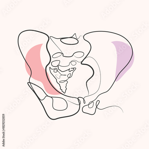 Human hip bone  one line drawing. Human hip bone  single line illustration. Human hip bone  minimalist line art