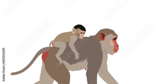 A mother monkey carrying her baby on her back as they walk together.