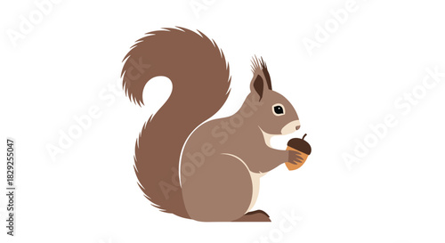 A brown squirrel holding an acorn in its paws against a white background.