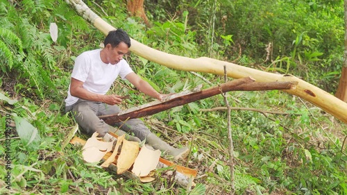 Young farmer removing the outer skin from a harvested fresh cinnamon bark with sharp tool in a plantation, tree in background, Sumatra, indonesia