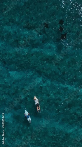 Aerial view of two surfers paddling on surfboards in clear turquoise ocean as family of stingrays glides.Vertical video