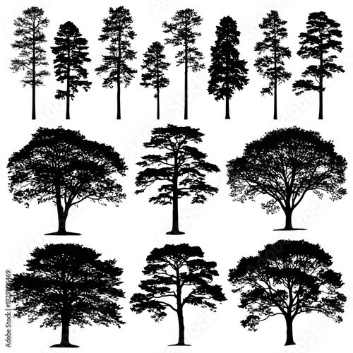 Silhouettes of various trees on